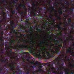 Dark seashell feelings
